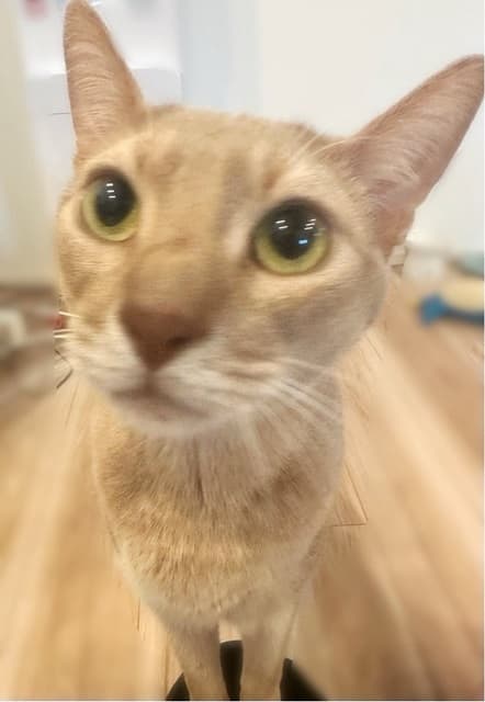 「チュールください」ホロライブ 大神ミオが愛猫の超接写ショットを投稿