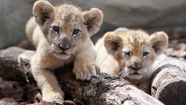 「ちょっと狙われている感じも･･･」こちらを見つめる子ライオンの姿がカワイイと話題に