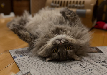 「ヘソ天でごろん！」中川家・剛、愛猫ぽてとのリラックスショット公開