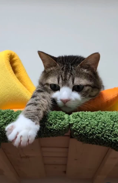 元捨て猫「すずめ」ちゃん主催⁉「猫の握手会」が可愛すぎると話題！