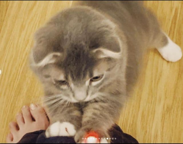 女優 吉岡里帆 猫にメロメロ！至福の一時を過ごす！