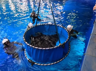 沖縄美ら海水族館の“ブラックマンタ”が話題！定期計測で驚きの成長ぶりが明らかに！