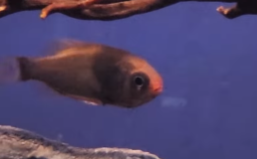 「ハリダシエビス」がひっそり展示中！？幼魚水族館の“地味推し”に注目集まる！