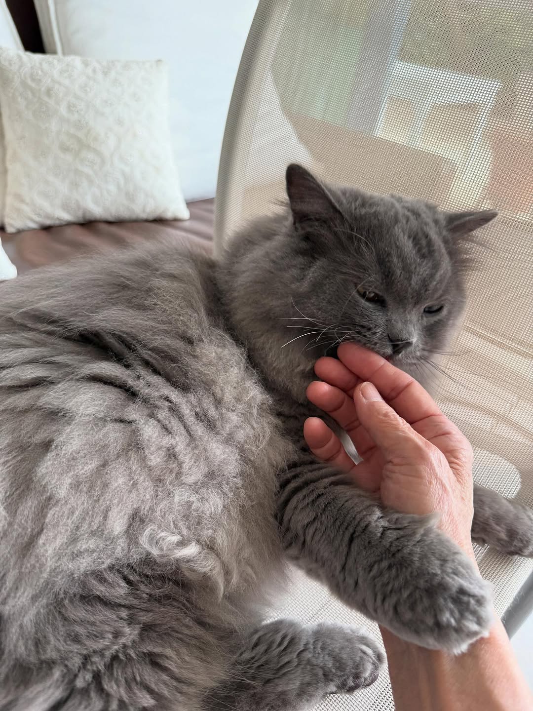 栗原はるみ、愛猫の甘えんぼショットが可愛すぎると話題