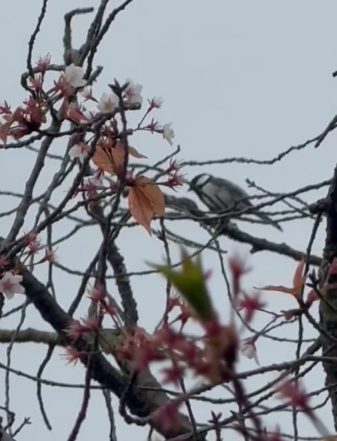 レイザーラモンRG、バードウオッチングの下見で「シジュウカラを発見」に大興奮？