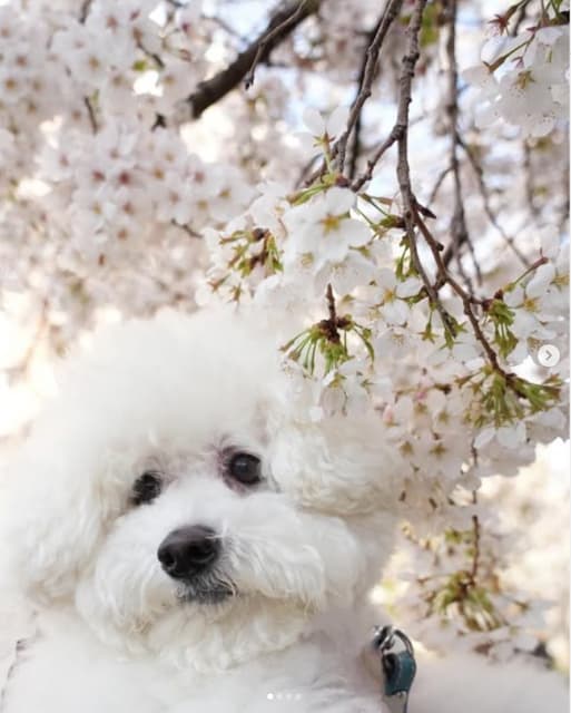 松下奈緒が愛犬と花見をしたことを投稿！不満げな顔にファンほっこり