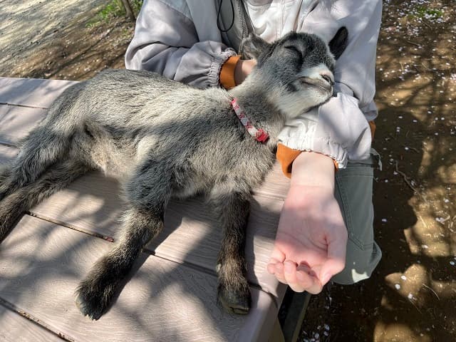 お客さんの腕を枕にスヤスヤ!?子やぎの爆睡ショットが可愛すぎると話題に