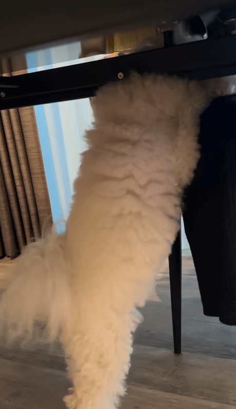 槙野智章、愛犬ぱんちゃんの『ねぇ、何食べてるの？』姿が可愛すぎる！ファンからは癒しの声続々