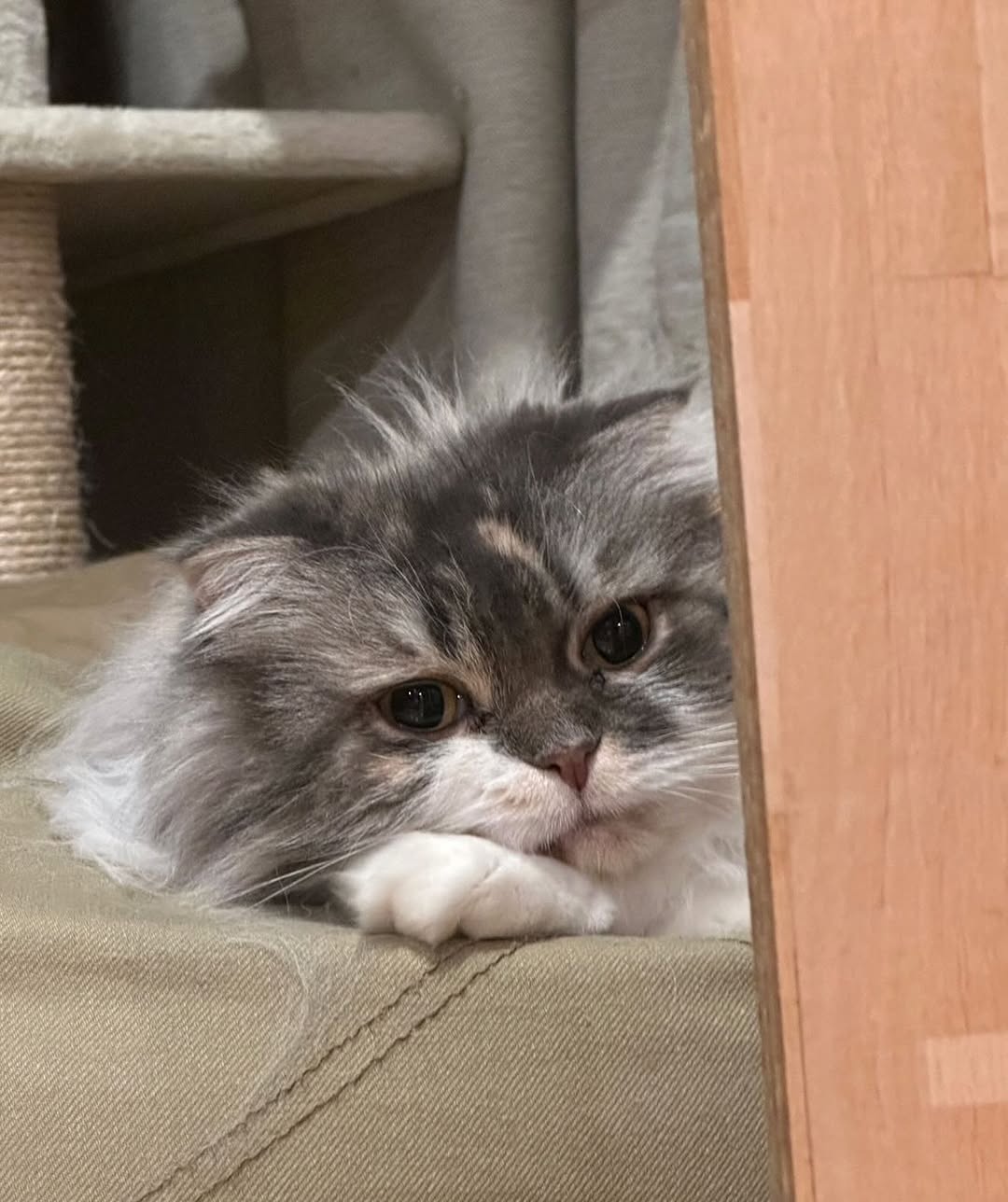 中川剛「うるうるお目目のお姫様」頬杖愛猫に悶絶の声