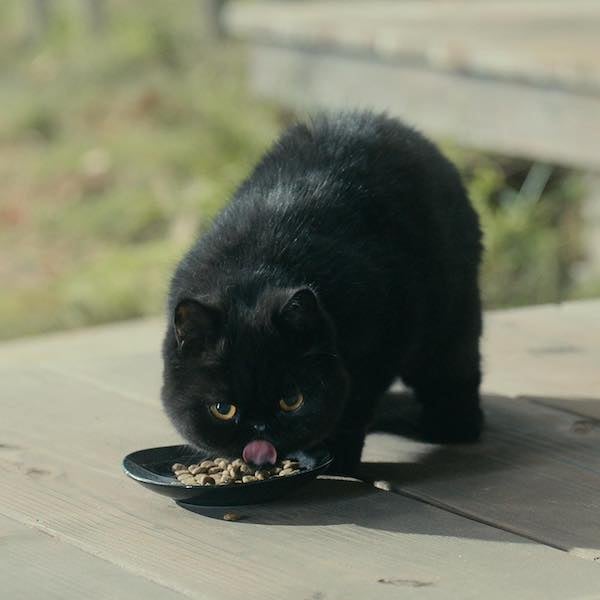 『忍びの家』の黒猫ハンゾウ(じじ)の食事シーンを吉岡里帆が投稿！「可愛すぎる。」