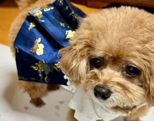 中間淳太、愛犬たちの華やかショット公開！旧正月を祝う姿にファン歓喜！