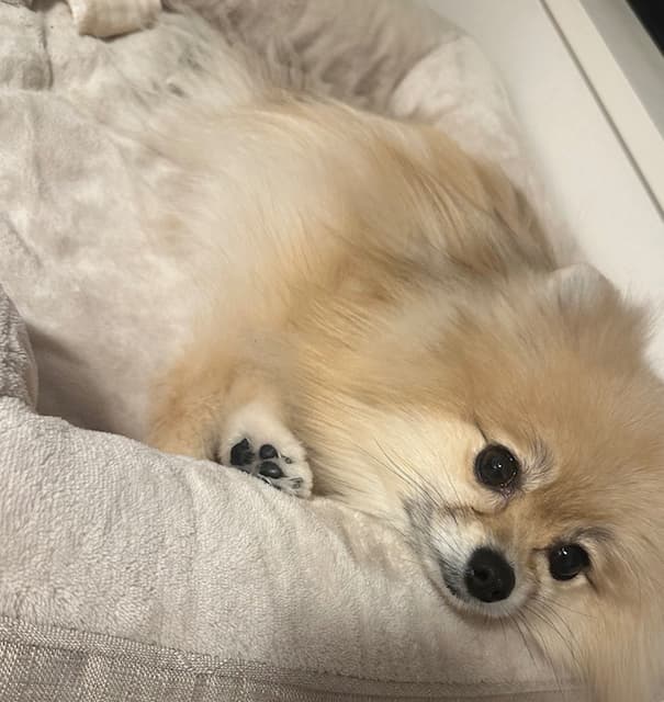 「お騒がせしております」浜辺美波が“騒動”を謝罪！？