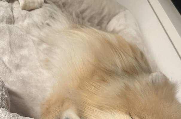 「お騒がせしております」浜辺美波が“騒動”を謝罪！？