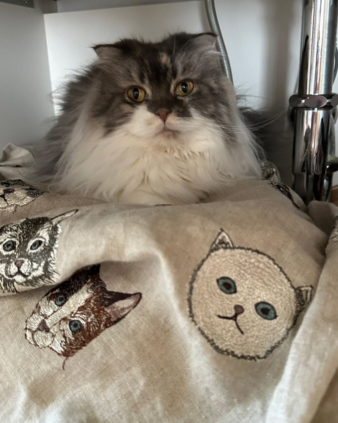 「お気に入りの“秘密基地”でくつろぐ姿に癒される」中川剛、〇〇から愛猫ショットを公開