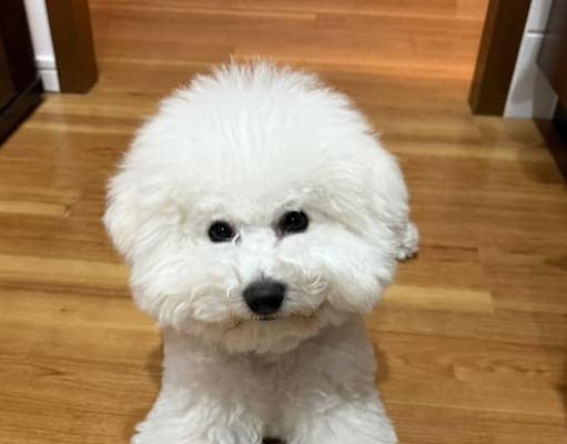 阿部詩の心を射抜いたのは…！？『かわいいいい！早く会いたい』