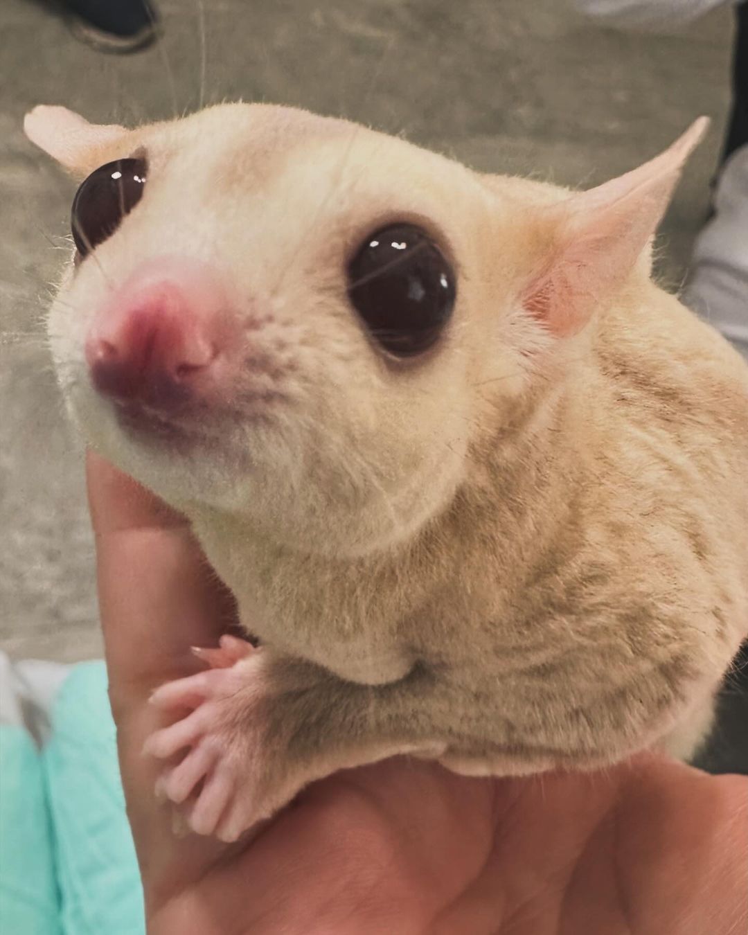 有吉弘行が変わった”犬”を投稿で話題「新種」「うちも飼ってます」