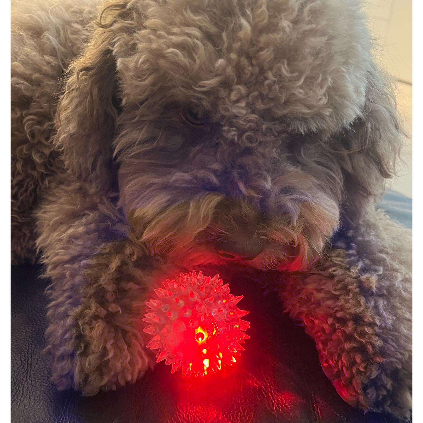 キムタク娘・Kōki，がすっぴん披露❗️可愛すぎる動画に良いね続々💓