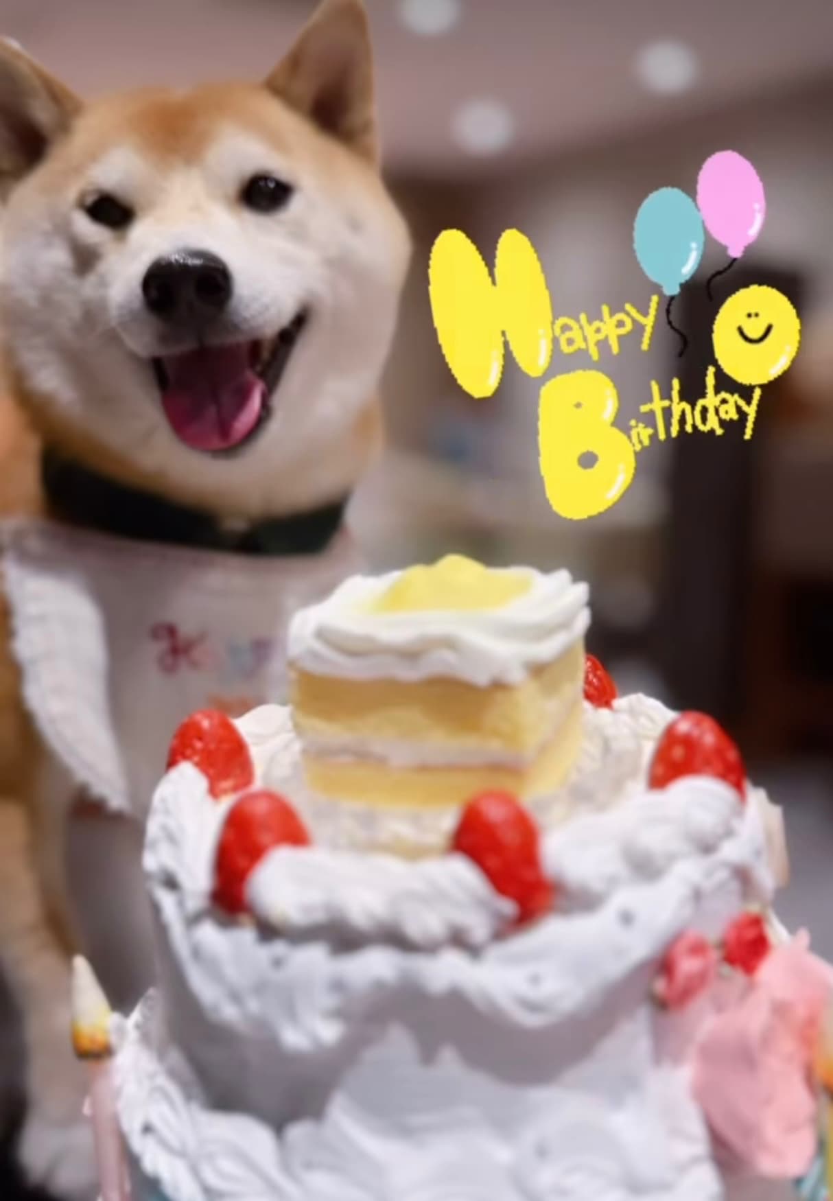 大山加奈、愛犬・だいずくんのお誕生日振り返りムービーにファンほっこり♡