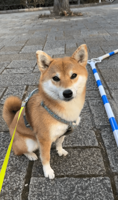 「回避しました。」久保田磨希、愛犬・そいちゃんの賢すぎるムービーにファンほっこり