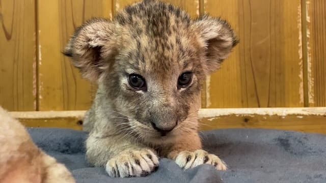「天使すぎて永遠と見ていられる」子ライオンの”おねむ”姿にメロメロになる人が続出！