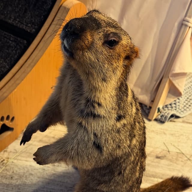 「えー、かわいーー」チョコプラ長田、あの動物と念願の対面！