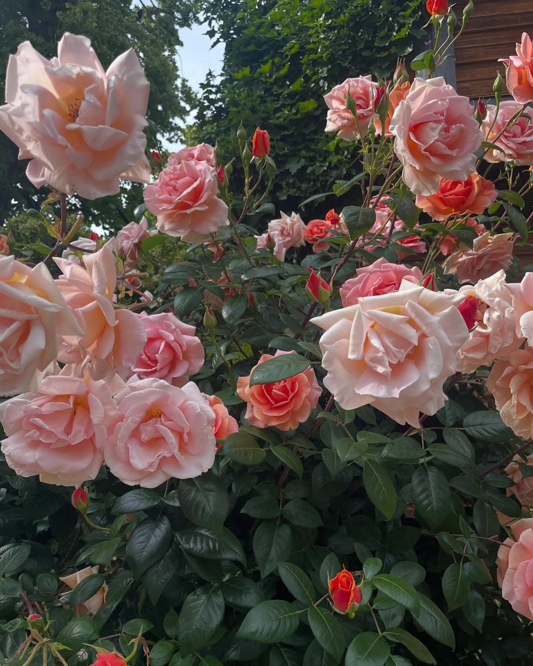 「素晴らしい香りですのよ」光浦靖子、友人宅のバラの写真公開でファンが優雅な気分に！