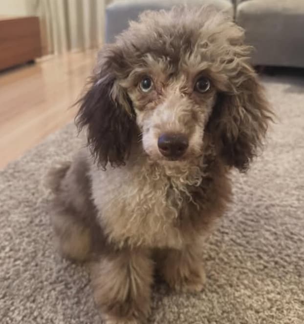 桐谷美玲、我が家の新入りを紹介にファン歓喜！