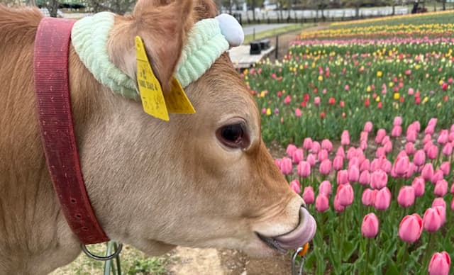 牧歌の里のジャージー牛あられちゃん、お花見デビュー。「チューリップ可愛いよね〜」