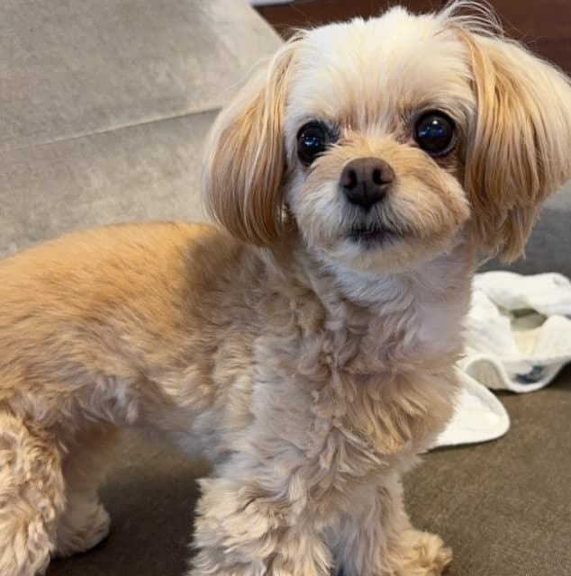 桐谷美玲「美人さん」な愛犬の誕生日