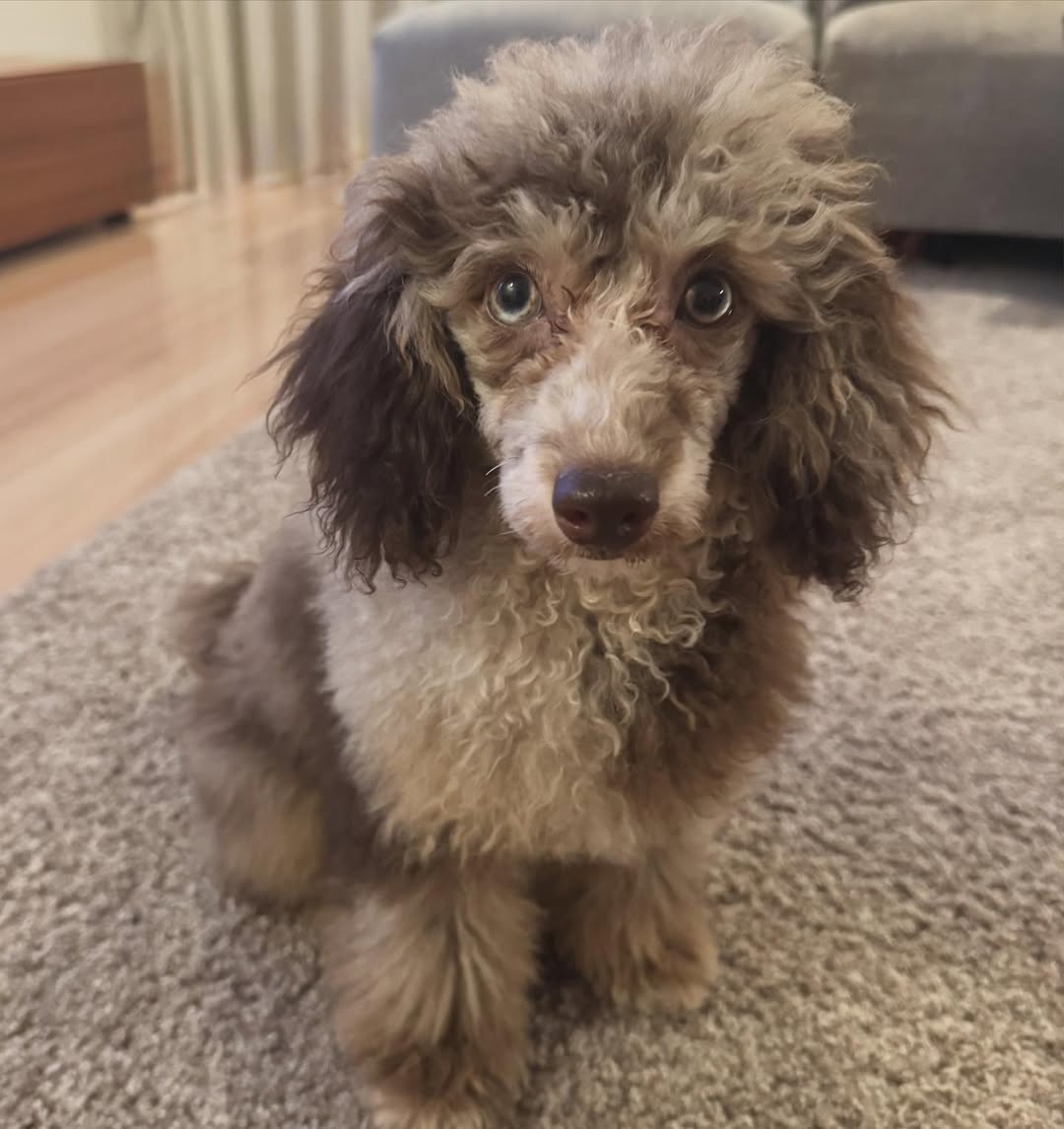 桐谷美玲・三浦翔平夫婦の家にやってきた新しい家族とは？