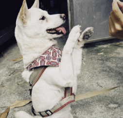 吉岡里帆、Amazon新番組『THE GOLDEN COMBI』でドS新婦役に挑戦！芸人たちの即興に感動