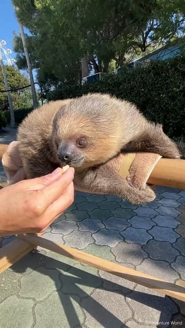 「本当に､可愛いの一言」和歌山・アドベンチャーワールドがナマケモノの赤ちゃんのユルユルムービーを公開！