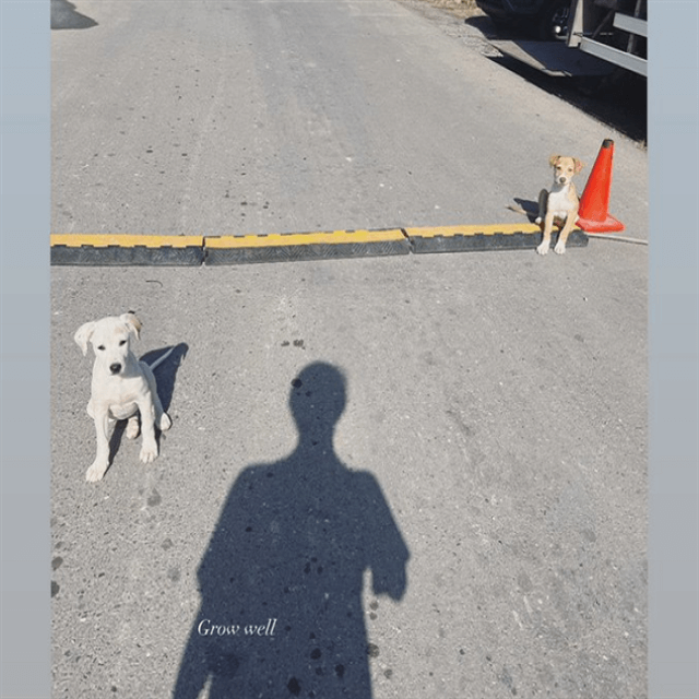 山下智久は◯◯が好き！？動物愛に溢れるファンから寄せる共感の声