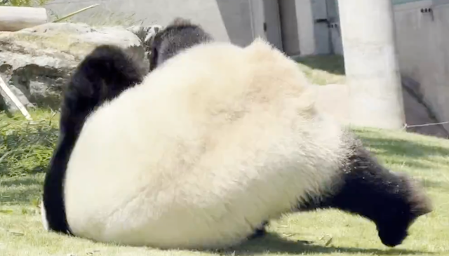 アドベンチャーワールドの「結浜」、元気全開！おてんばパンダのキュートな日常