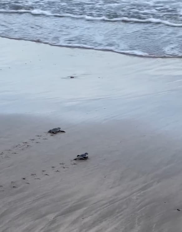 「奇跡の瞬間」長谷川京子が公開したウミガメの赤ちゃんの映像が話題！