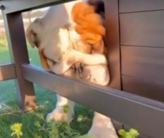 北斗晶が愛犬のお茶目な一面を大公開💓