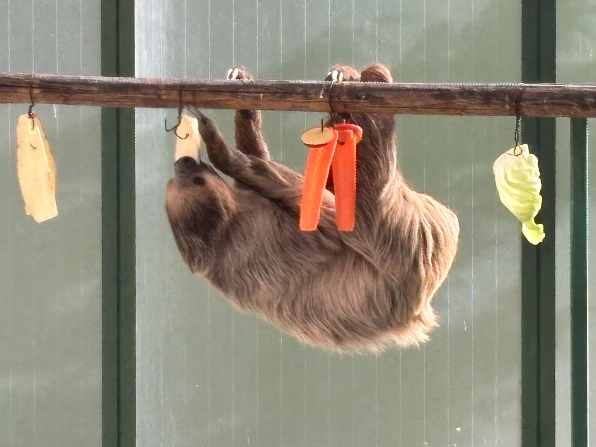 サツマイモ大好き！ナマケモノ“コウ”と“テラス”の午後のおやつタイムに癒される