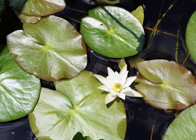 安斉星来、ヒツジグサに重ねた“純粋な心”　花言葉から静かに紡ぐ想い