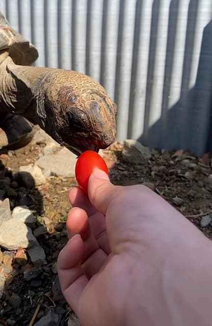 「CMにイケるくらい」トマトを爆発させながら食べる亀の姿が話題に