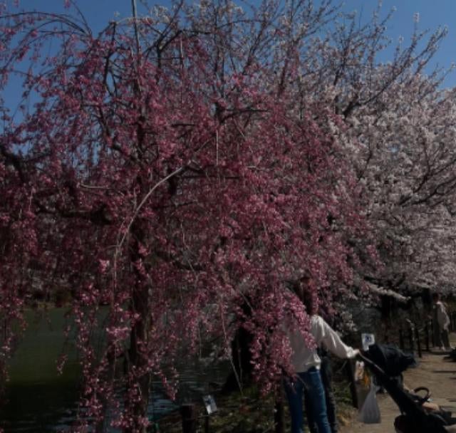 女子サッカー・AC長野パルセイロ  菊地まりあが春の思い出をシェア「幸せな空間をありがとう〜」