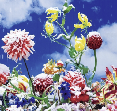 蜷川実花、最新写真集がついに完成！3冊同時刊行で魅せる“今”の世界観！！