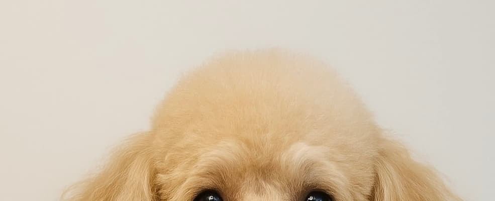 浅田真央、犬にしてくださいと伝えたら・・・なんと
