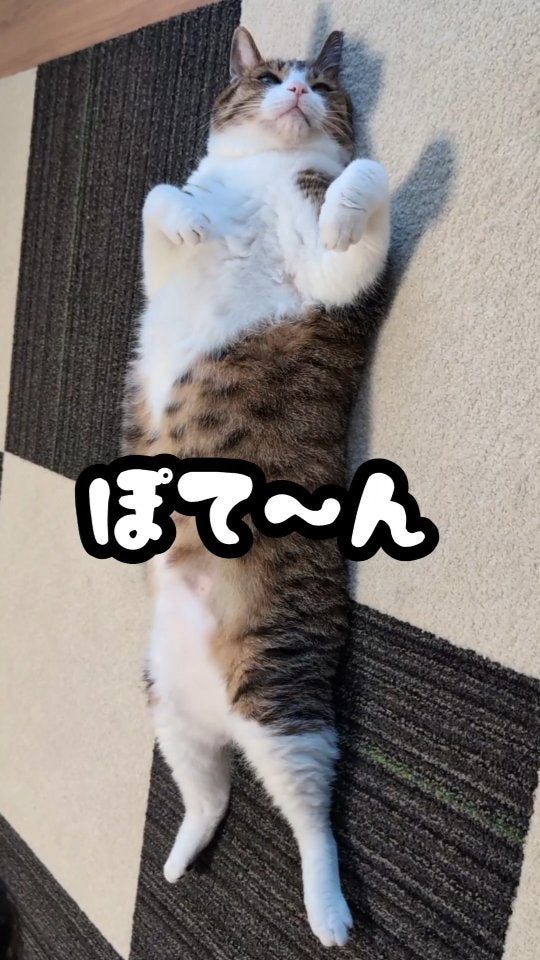 Suzume Cat、うなぎくんのへそ天姿が「可愛すぎてモフりたい」と話題