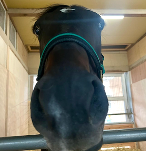 藤田菜々子騎手、結婚後初SNS更新！「馬も菜七子ロスなのかも？」