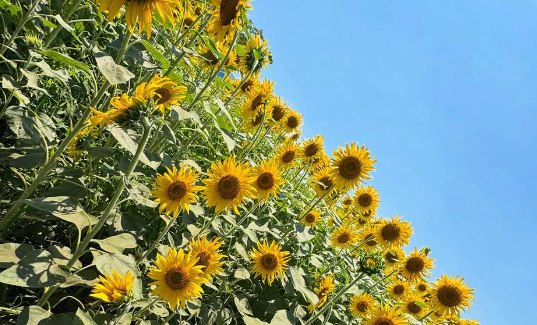 誕生日を迎えた大里桃子、27歳の節目に感謝と笑顔あふれるひまわりショット