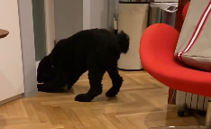 遠藤憲一、「それなりに楽しむ犬と飼い主」の微笑ましいひとときを公開