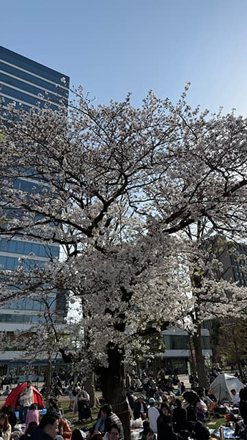 やついいちろう「花見最高日和」雲一つない青空の下、美しい一本桜を激写！