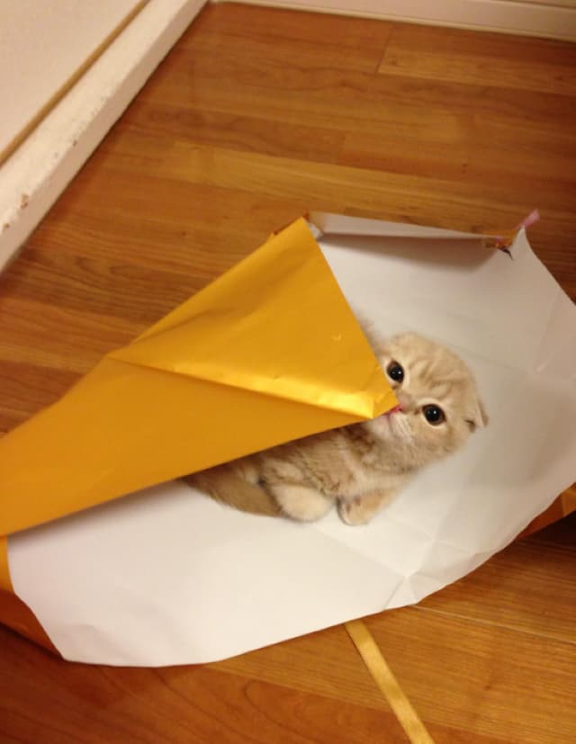 高城れにが愛猫との別れを報告「絶対また逢おうね」