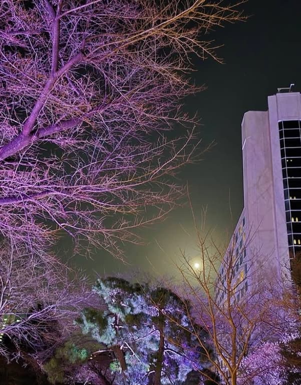 「夜の気持ちで読んでね‥」土屋太鳳のピンクムーンに重ねた感情に共感の嵐
