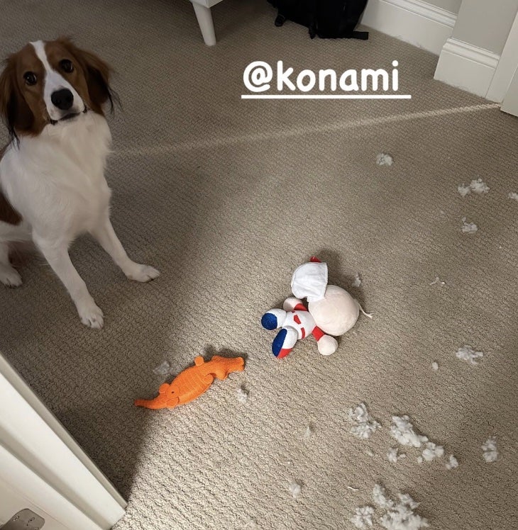 大谷翔平愛犬・デコピン、パワプロくん人形を破壊！「飼い主に似る」と反響